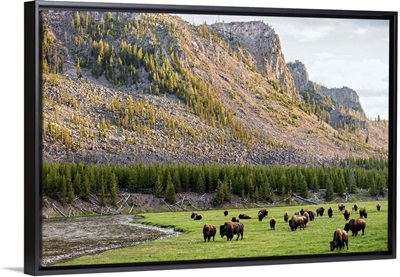 Bison in Meadow