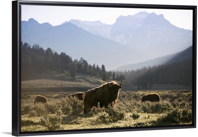 Bison in Meadow