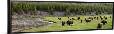 Bison in Meadow - Panoramic