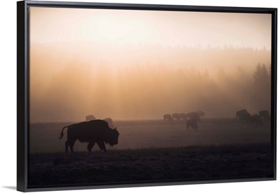 Bison in Mist
