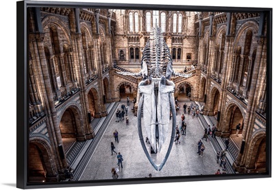 Blue Whale Skeleton, Hintze Hall, Natural History Museum, London, England