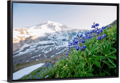 Broadleaf Lupine, Mount Rainier National Park, Washington