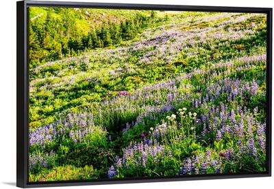 Broadleaf Lupine Wildflowers, Mount Rainier National Park, Washington