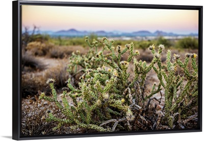 Buckhorn Cholla Cactus In Phoenix, Arizona