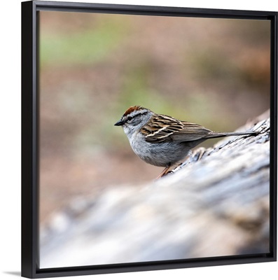 Chipping Sparrow at Yellowstone National Park