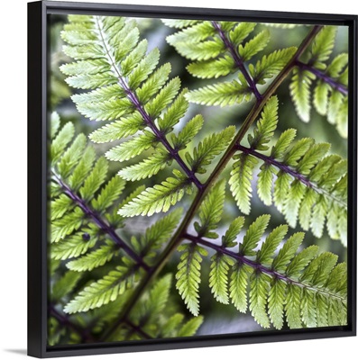 Close up of a Lady Fern