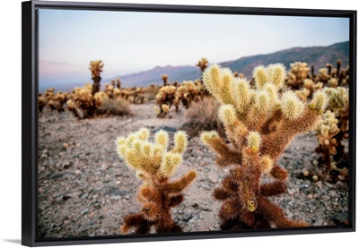 Close Up Of Cholla Cactus Garden, Joshua Tree National Park, California