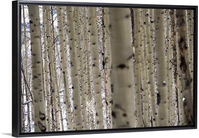 Close up of slender birch trees in a forest in Colorado