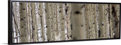 Close up of slender birch trees in a forest in Colorado - Panoramic