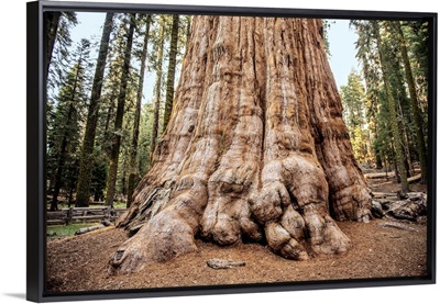 Close Up Of The General Sherman Tree In Sequoia National Park, California