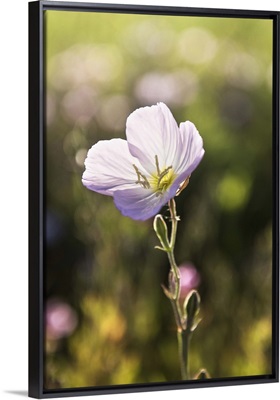 Close-Up Of Wildflower in Dallas, Texas