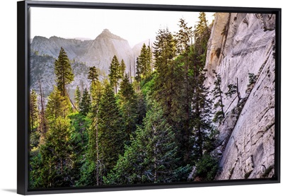 Cluster Of Trees At Zion National Park, Utah