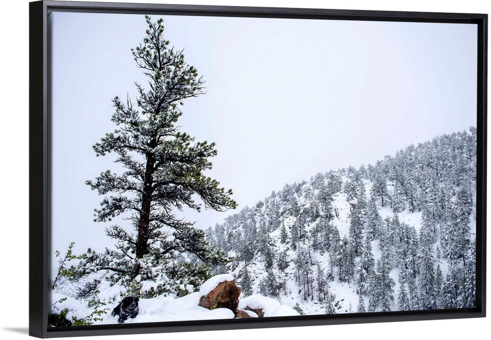 Snowy forest landscape surrounds a lone tree upon a hill accompanied by a dog.