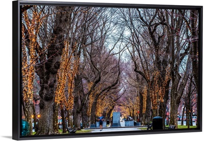 Commonwealth Avenue, Boston, MA