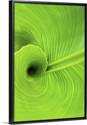 Curled Leaves of a Canna Lily