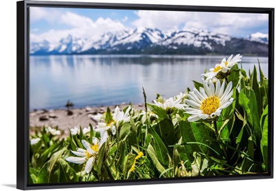Daisies At Grand Teton National Park, Wyoming