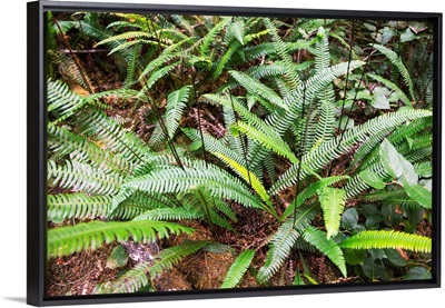 Deer Fern, Olympic National Park, Washington