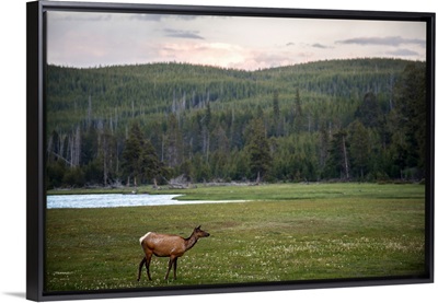 Deer In A Meadow At Yellowstone National Park