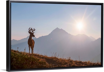 Deer Near Hurricane Hill Trail, Olympic National Park, Washington