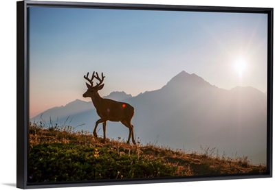 Deer Near Hurricane Hill Trail, Olympic National Park, Washington