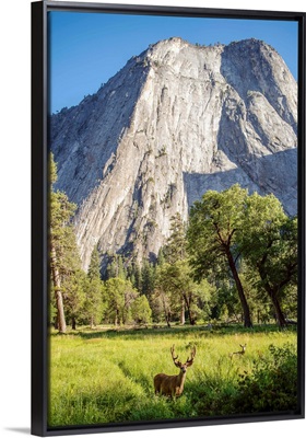 Deer Under Middle Cathedral Rock, Yosemite National Park, California