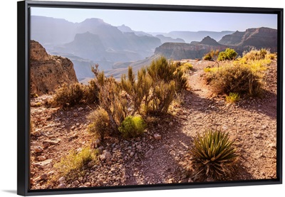 Desert Vegetation In Grand Canyon National Park, Arizona