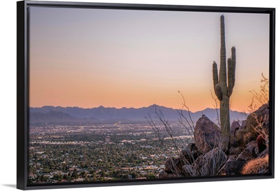 Distant View Of Phoenix With A Saguaro Cactus, Arizona