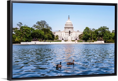 Ducks In Capitol Reflecting Pool, US Capitol Building, Washington DC