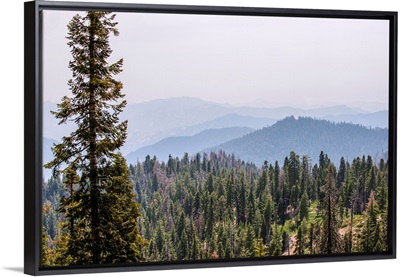 Elevated View Of Sequoia National Park Wilderness, California