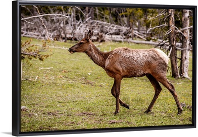 Elk Roams In Grand Teton National Park, Wyoming