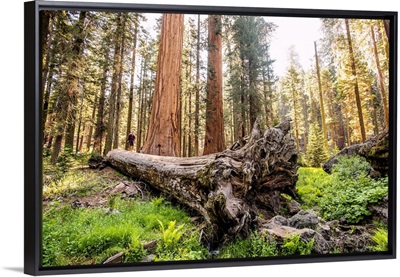 Fallen Sequoia Tree, Sequoia National Park, California