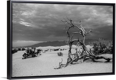 Fallen Tree In Death Valley, California