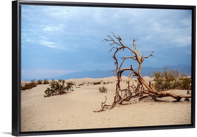 Fallen Tree In Mesquite Flat Sand Dunes, Death Valley National Park, California