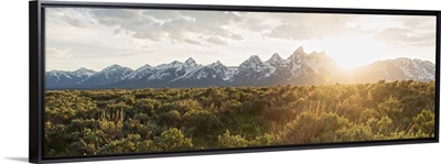 Field of Big Sagebrush growing in Grand Teton National Park, Jackson, Wyoming