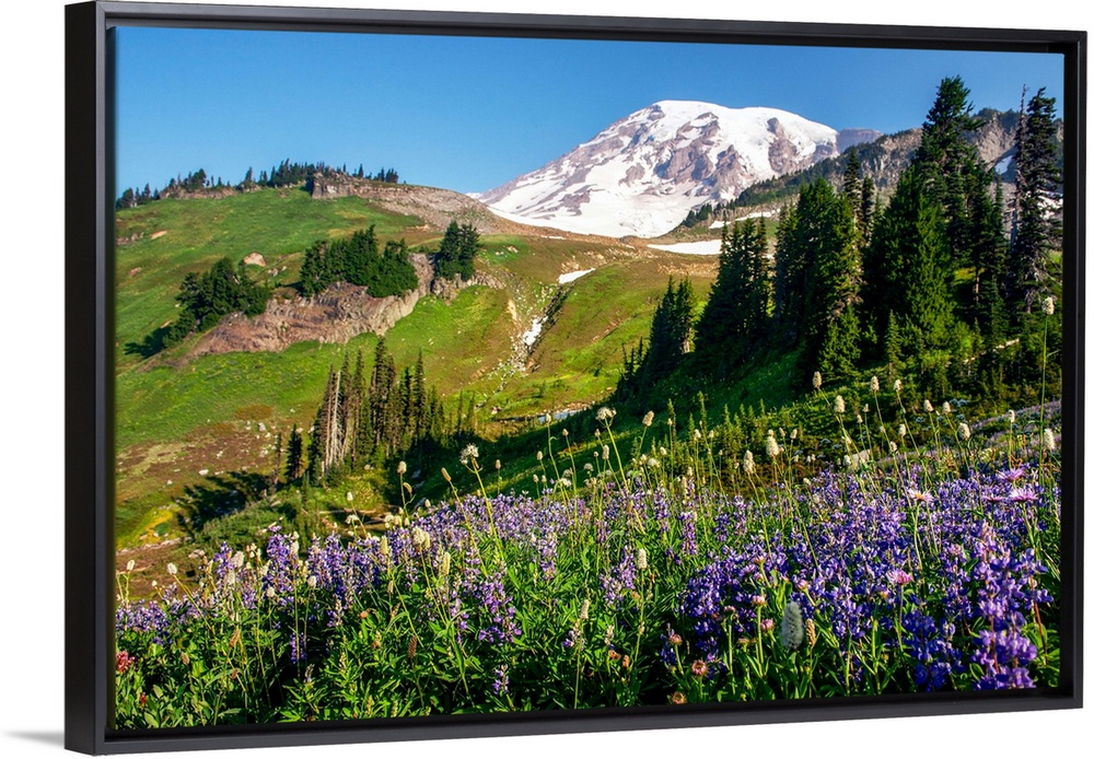 Mount Rainer's renowned wildflowers bloom for a limited amount of time every year.