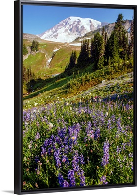 Field of Broadleaf Lupine, Mount Rainier National Park, Washington