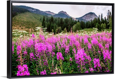 Field of Fireweed Flowers In Yoho National Park, British Columbia, Canada