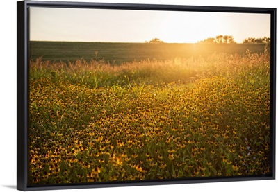 Field of flowers in Dallas