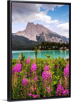 Fireweed Flowers With Wapta Mountain, Yoho National Park, British Columbia, Canada