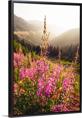 Fireweed I, Mount Rainier National Park, Washington