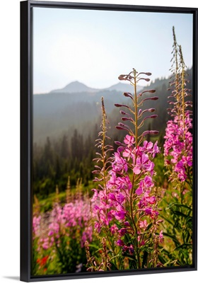 Fireweed II, Mount Rainier National Park, Washington