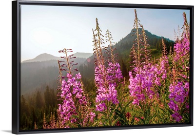 Fireweed III, Mount Rainier National Park, Washington