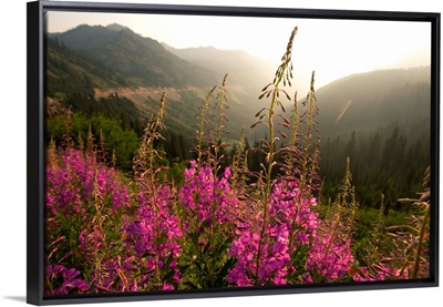 Fireweed IV, Mount Rainier National Park, Washington