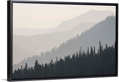 Foggy Hurricane Ridge, Olympic National Park, Washington