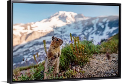 Golden-Mantled Ground Squirrel, Mount Rainier National Park, Washington