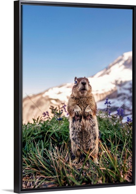 Golden-Mantled Ground Squirrel, Mount Rainier, Washington