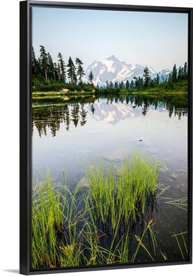 Grasses In Picture Lake And Mount Shuksan, Mount Baker Wilderness, Washington
