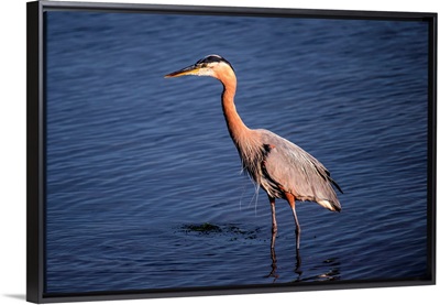 Great Blue Heron, Vancouver, British Columbia, Canada