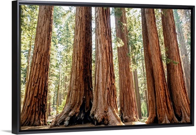Group Of Sequoia Trees, Sequoia National Park, California