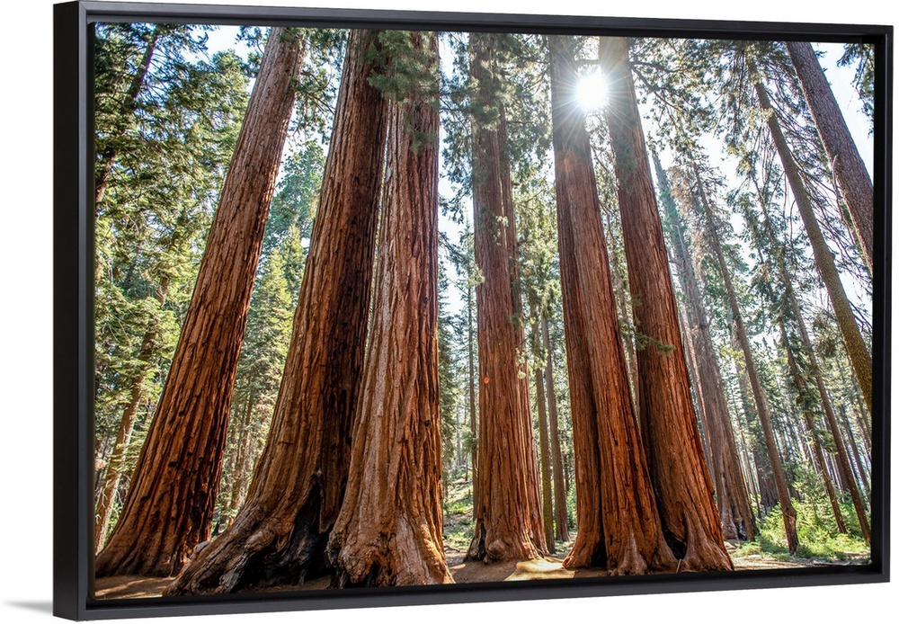 View of a group of Sequoia trees in Sequoia National Park, California.